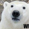 PolarBearTC