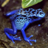 MysticFrog