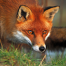 Red Fox