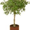 Ficus