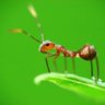 Generic Mastermind Ant