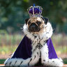 the pug king