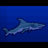 Shork