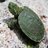 GreenShelledTurtle