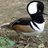 Hooded merganser