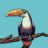 Toucan Lord