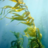 Shiny Kelp