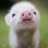 Oinkness