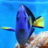 Bluetangs_Rock
