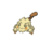 accelgortus
