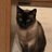 Kittens2134