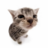 chip_