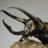 Chalcosoma Atlas