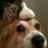 Gorlic Doge