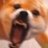 FinnTheDogg