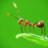 Generic Mastermind Ant