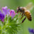 honeybee13