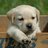 DeathBringer Puppy