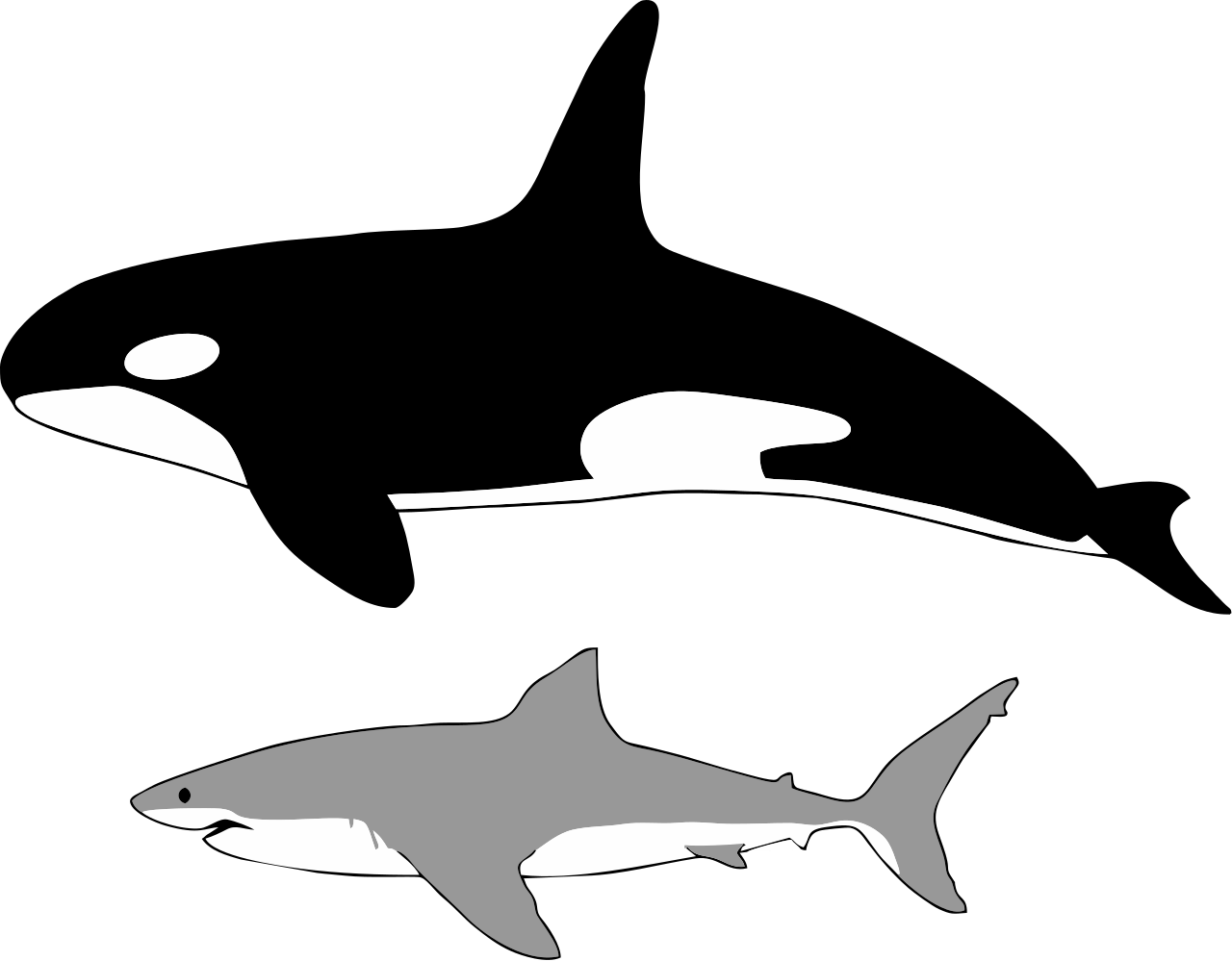 1280px-Comparison_of_size_of_orca_and_great_white_shark.svg.png