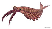 220px-20191203_Anomalocaris_canadensis.png
