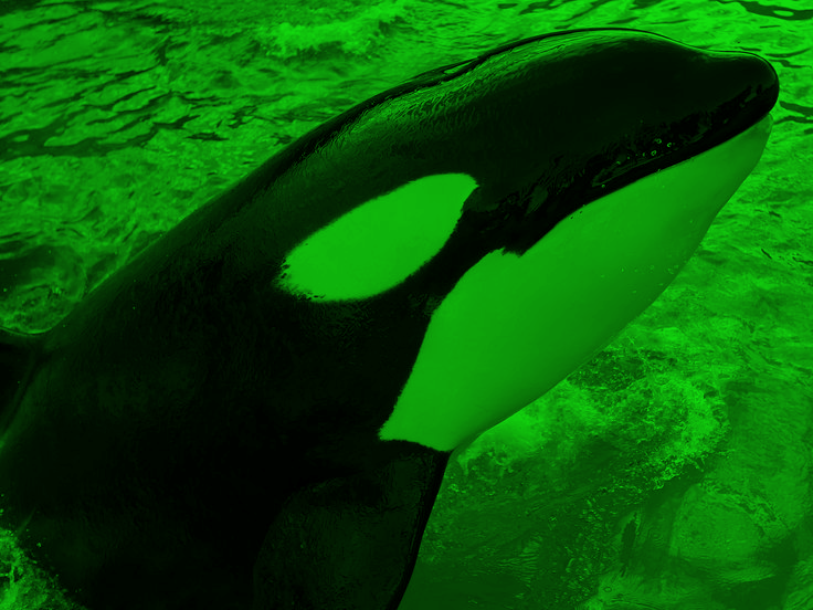 Aurora Orca.png