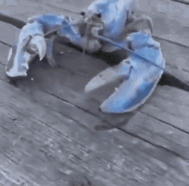 blue-lobster.gif