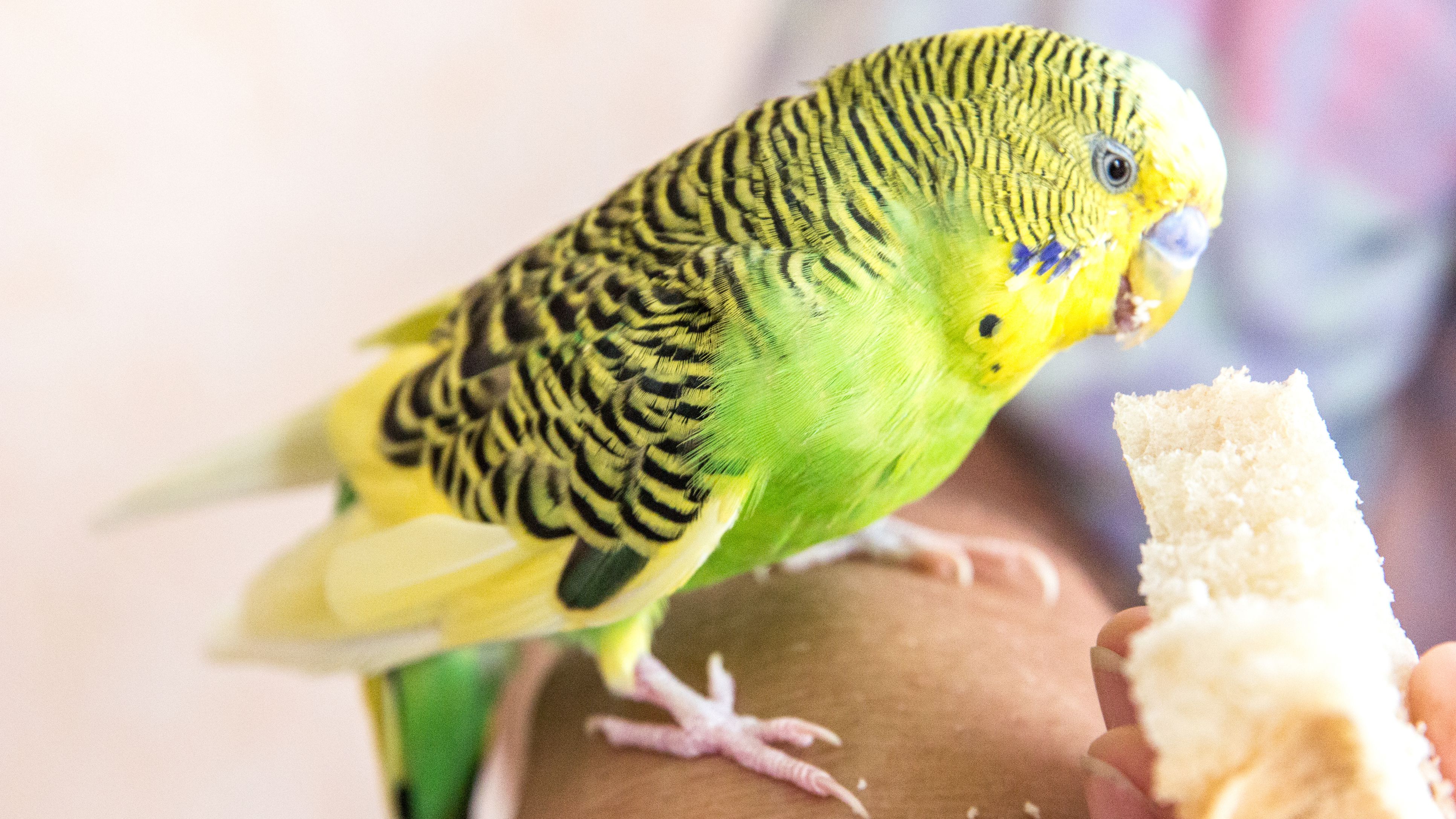 Budgerigar.jpg