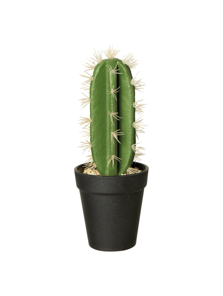 cactus-4.png