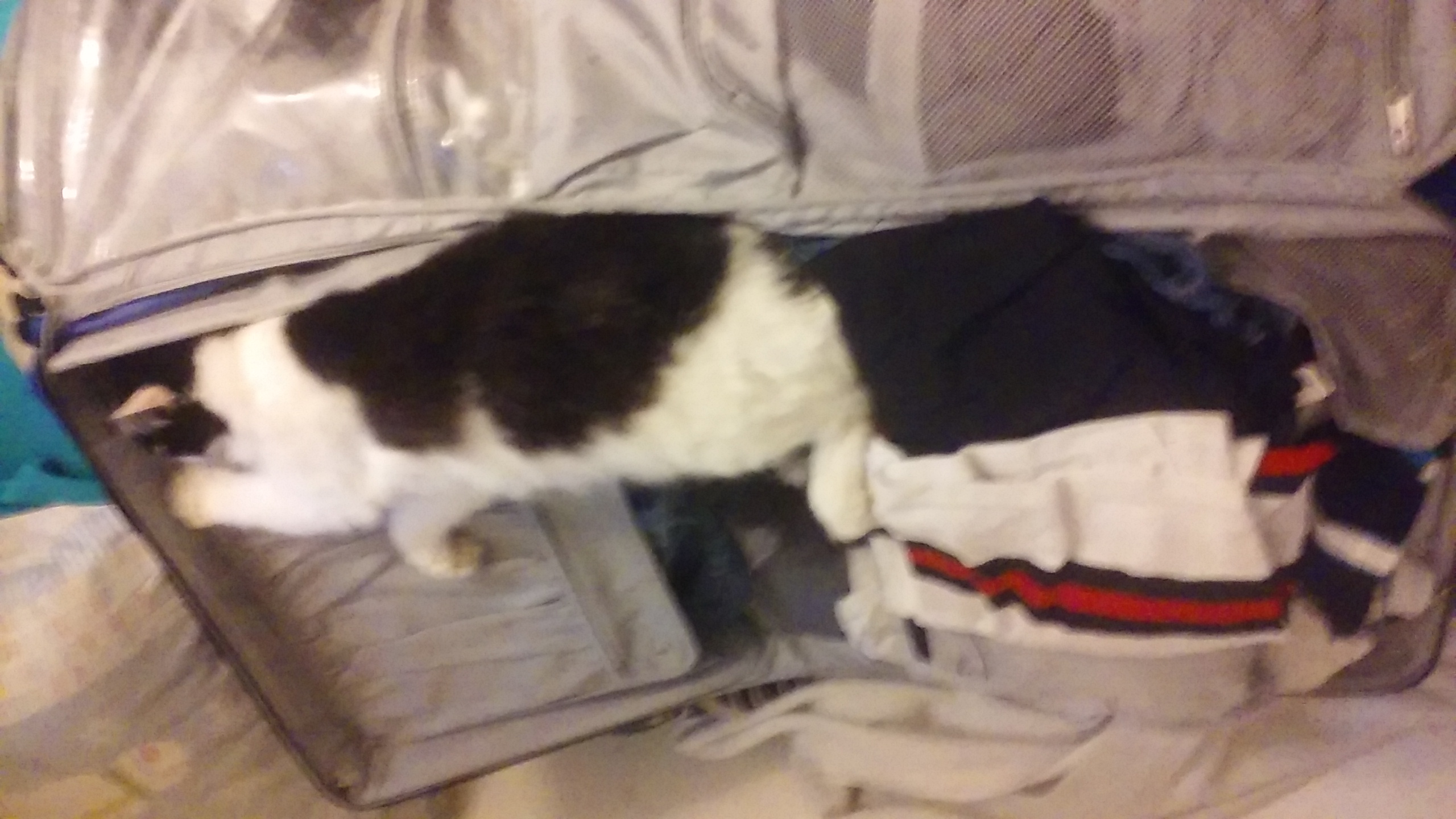 Chester in my suitcase.jpg