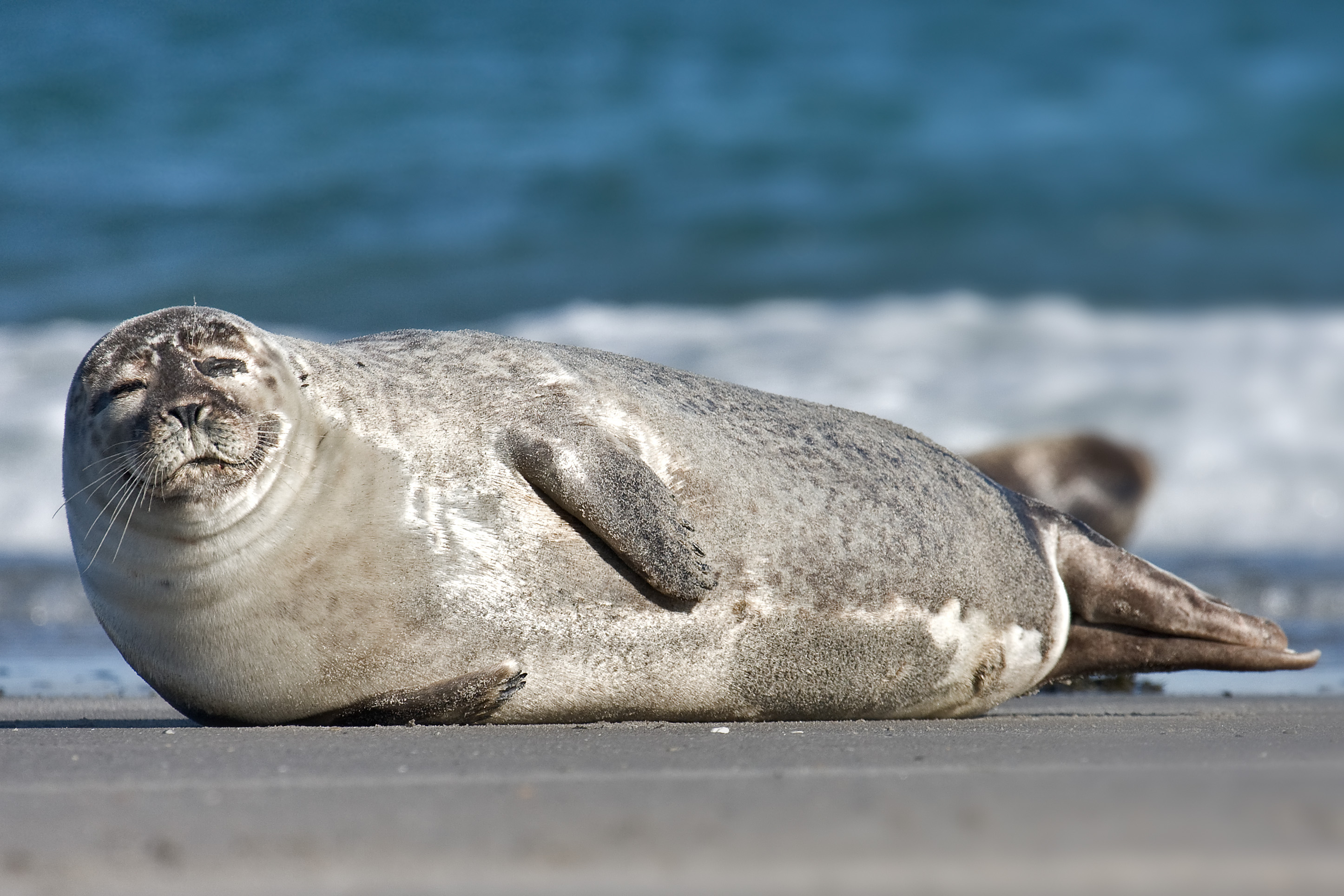 Common_Seal_Phoca_vitulina.jpg