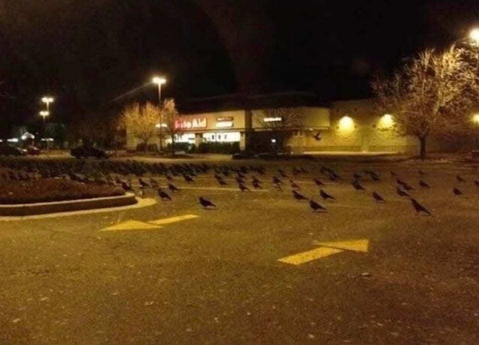 CURSED_BIRDWALK.jpg