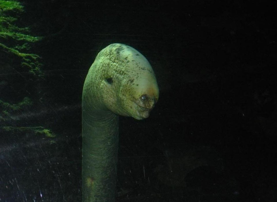 CURSED_EEL.jpg