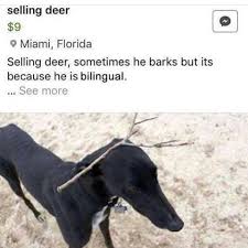 deer.jpeg