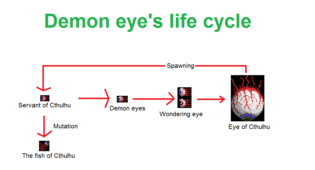 Demon eye's life cycle.png