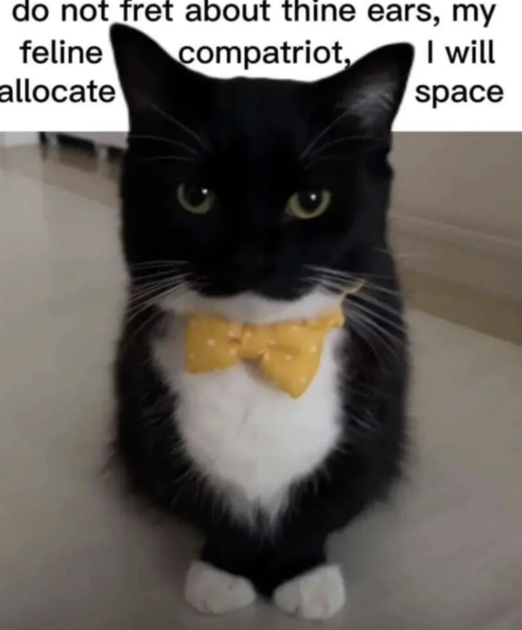 feline compatriot.png