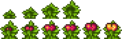 life fruit growth states.png