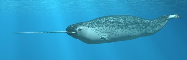 Narwhal_featured-623x200.jpg