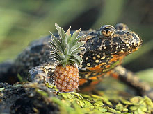 Pineapple frog.jpg