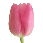 Pink_Tulip.jpg