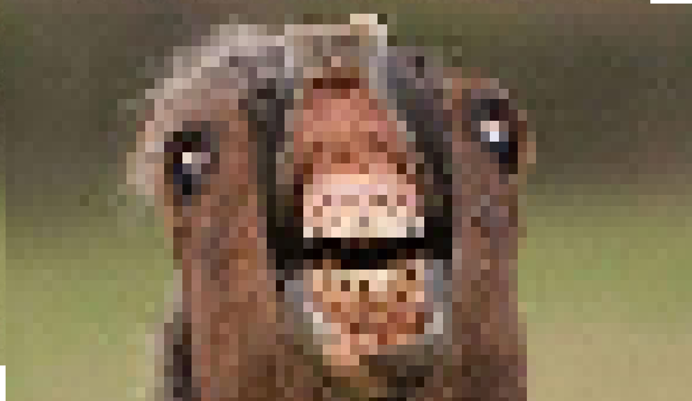 Real Derp Horse.png