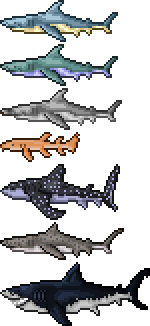 regular shark types.png