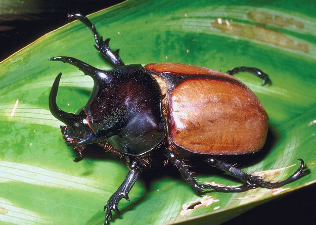 rhinoceros beetle.png