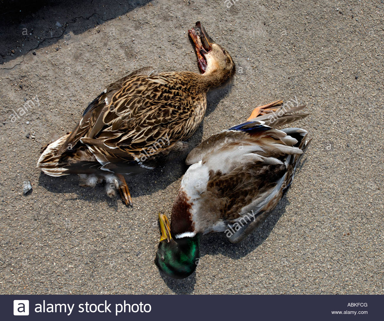 roadkill-dead-ducks-duck-and-drake-hit-by-a-truck-simultaneously-ABKFCG.jpg