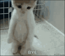 sad-cat-bye.gif