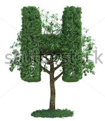 stock-photo-tree-alphabet-210770566(sml).jpg