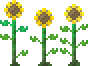 Sunflower_(placed).png
