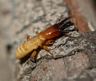 termite.png